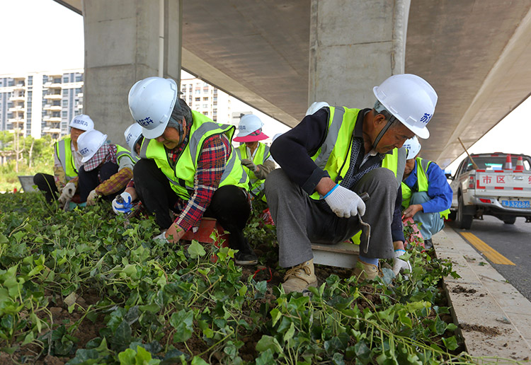 8、東環(huán)路高架下常春藤種植中.JPG