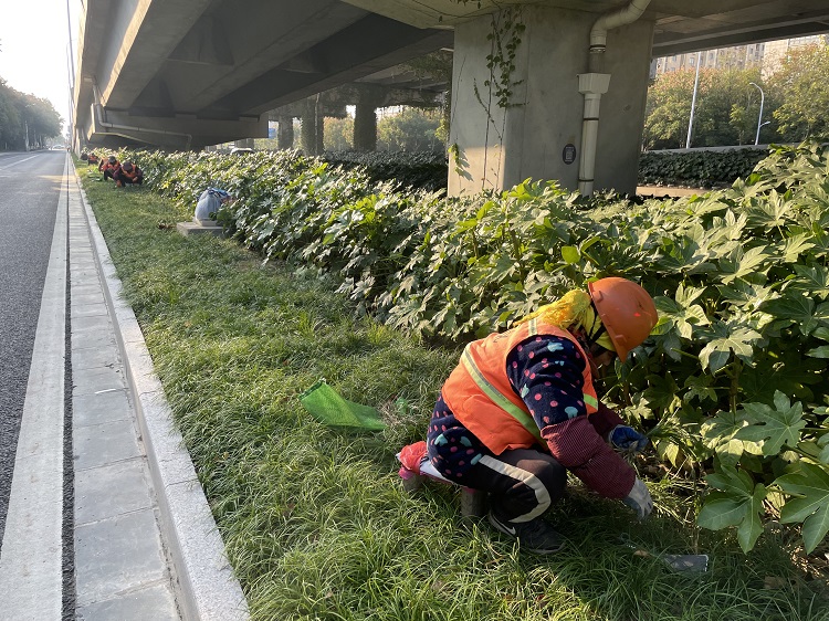 西環(huán)路海洋路補(bǔ)植麥冬.jpg